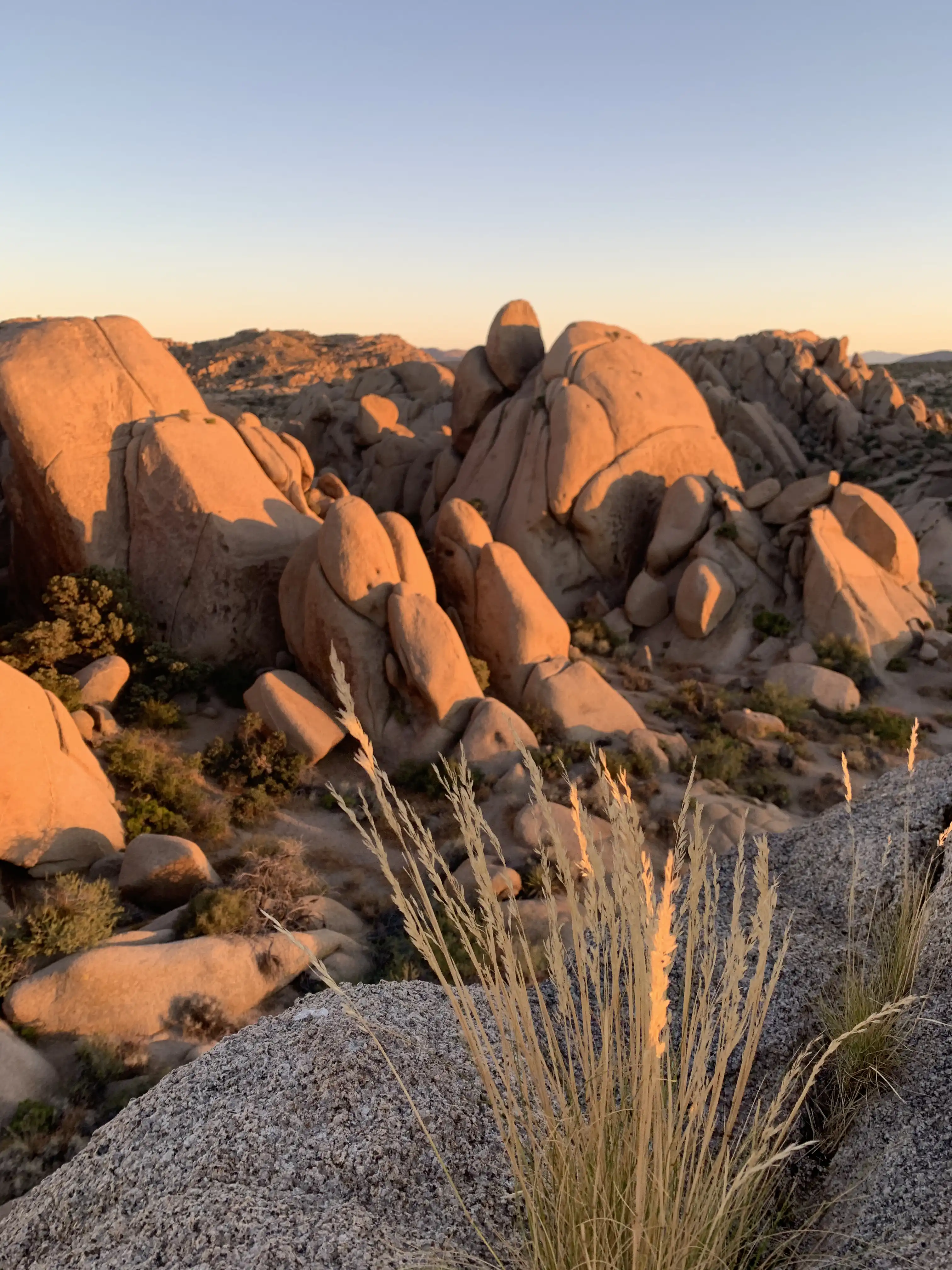 Joshua Tree