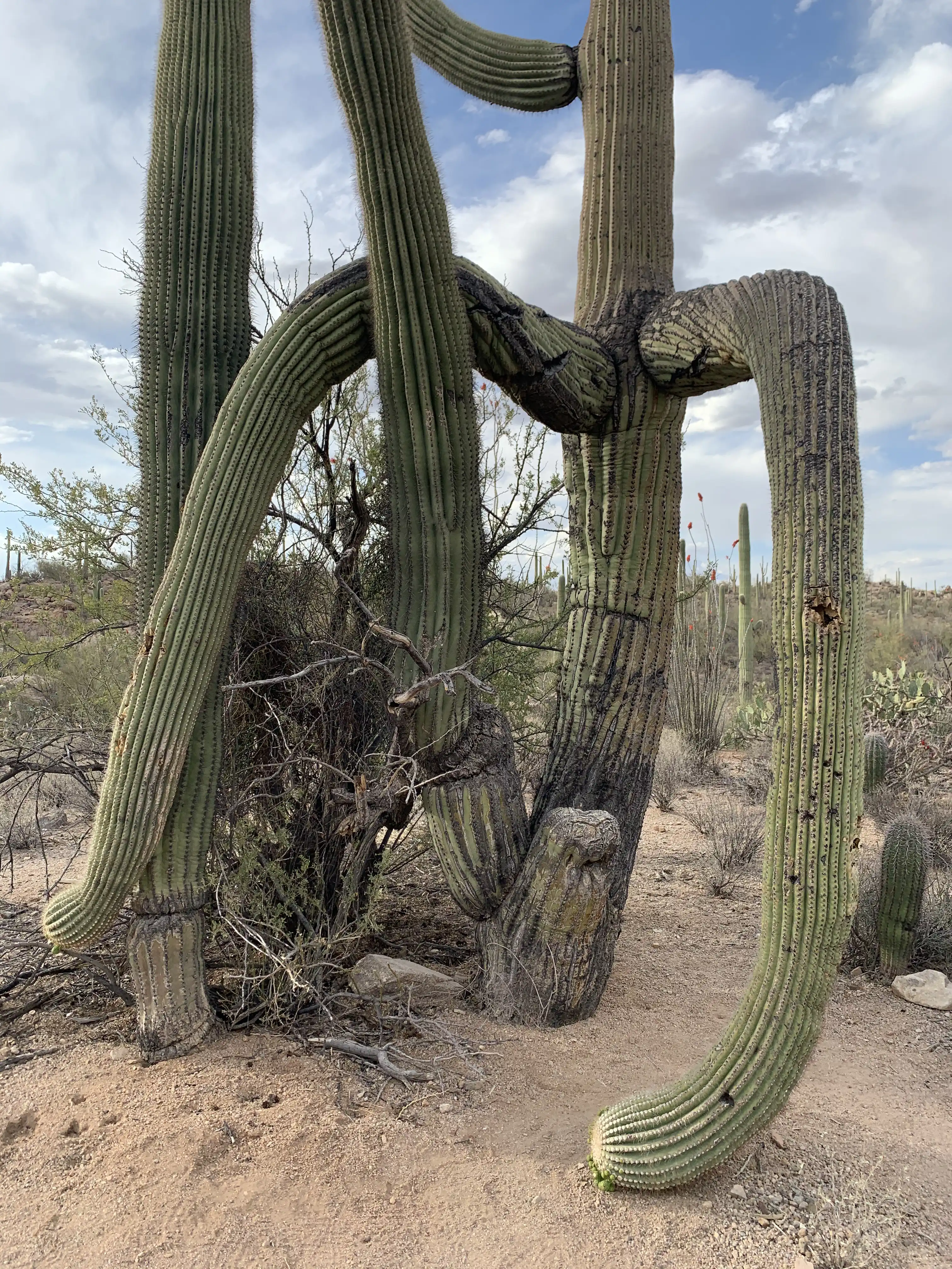 Saguaro Cactus